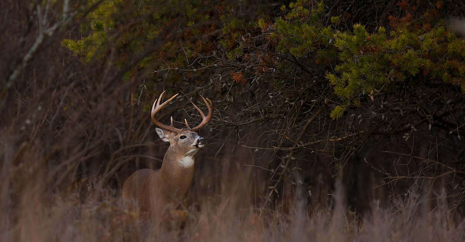 Guided Whitetail Deer Hunts Mississippi Luxury Deer Hunts