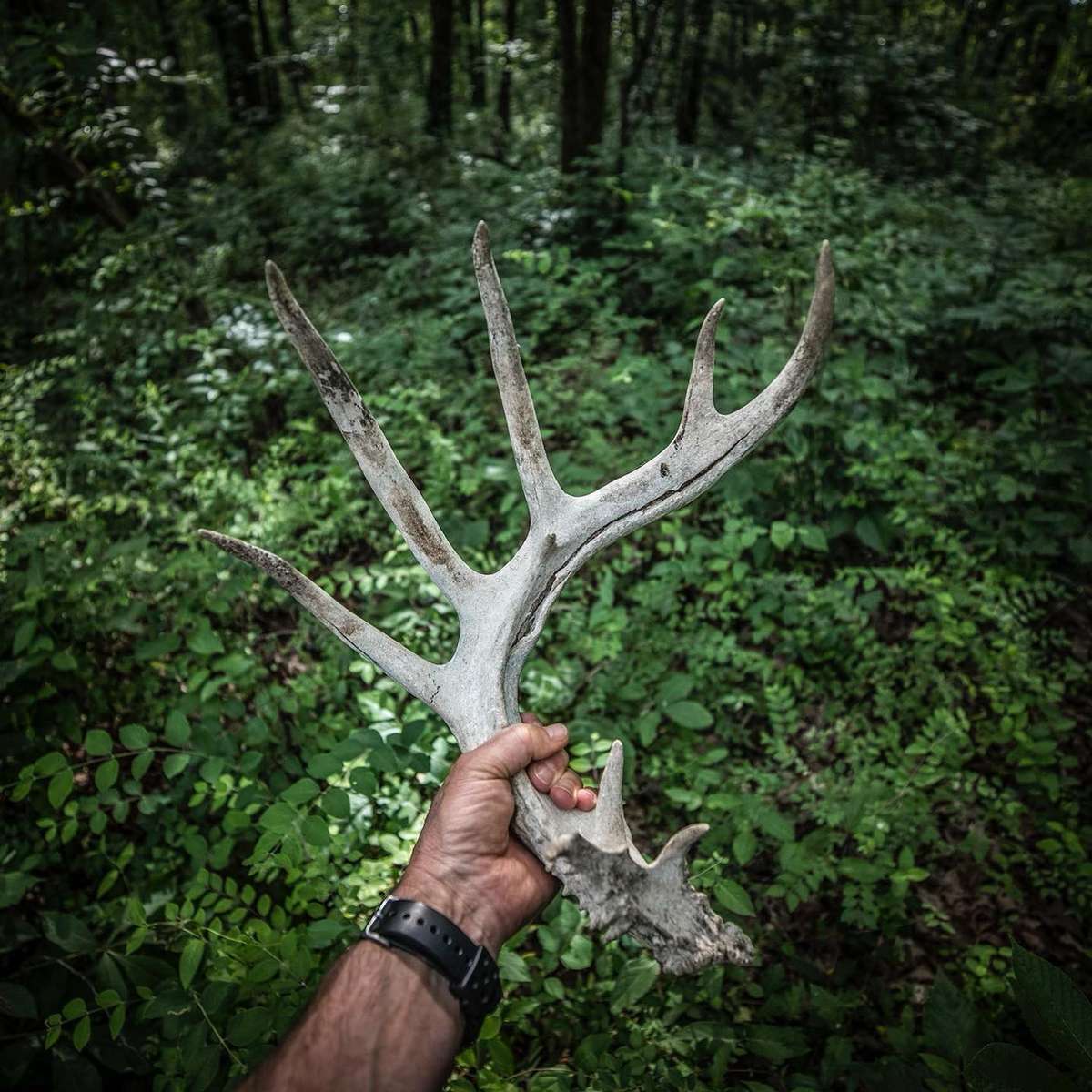 Guided Whitetail Deer Hunts Mississippi Luxury Deer Hunts