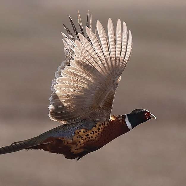 Driven Pheasant Line Shoots