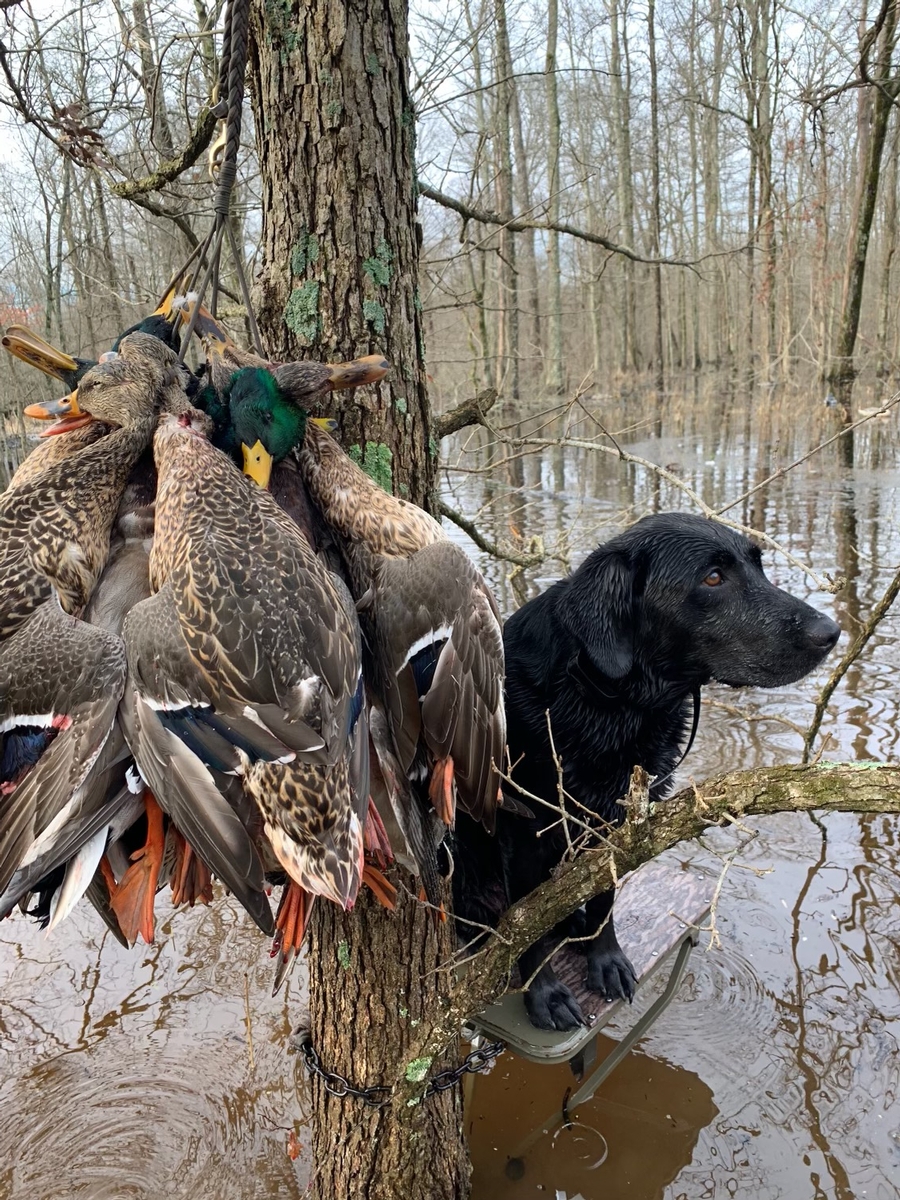 Mississippi Guided Waterfowl Hunting