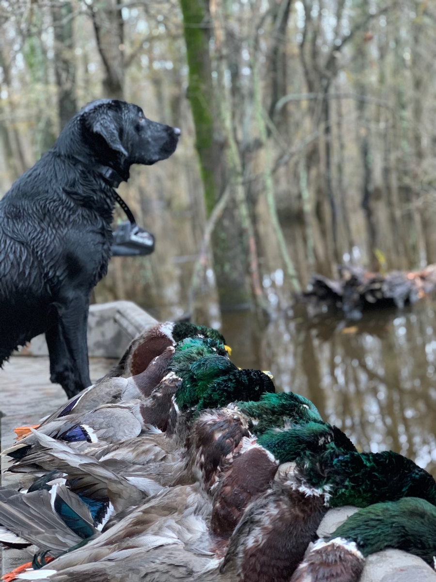 mississippi-guided-waterfowl-hunting