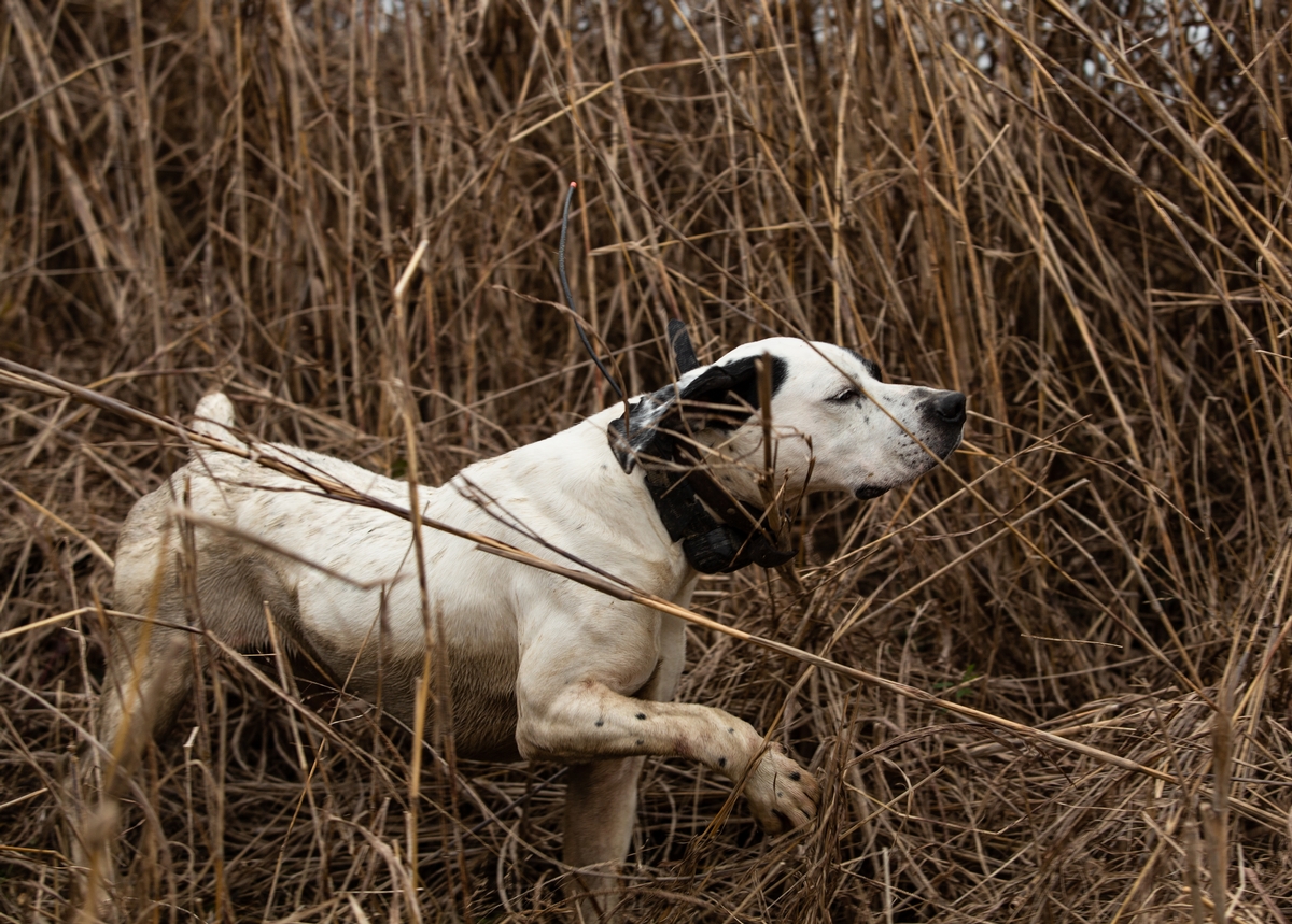 The hunting dogs at the ranch
