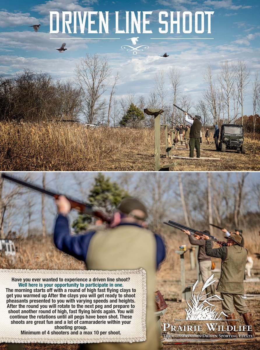 Driven Pheasant Line Shoots